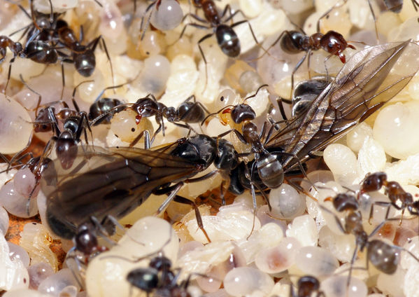 Black Ants with Larvae