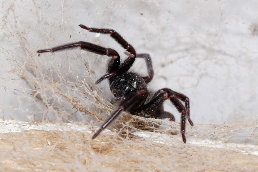 Black House Spider