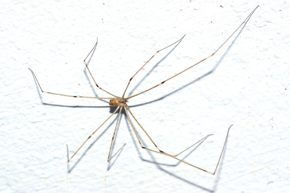 Daddy Long Legs Spider