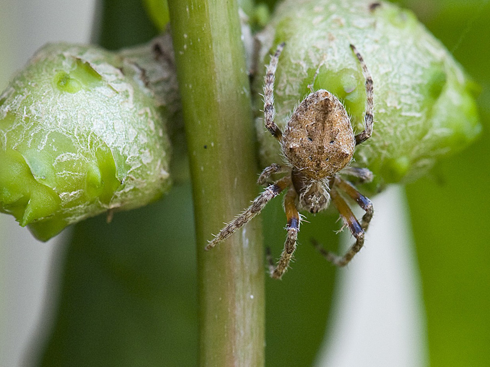 Wolf Spider