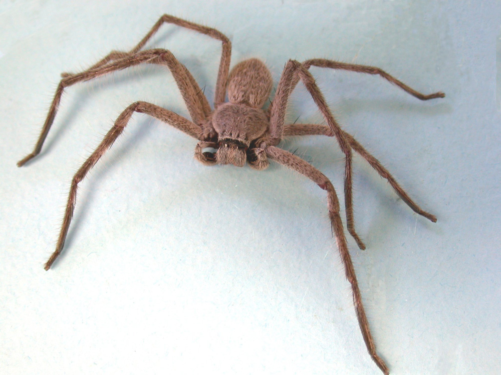 Huntsman Spider