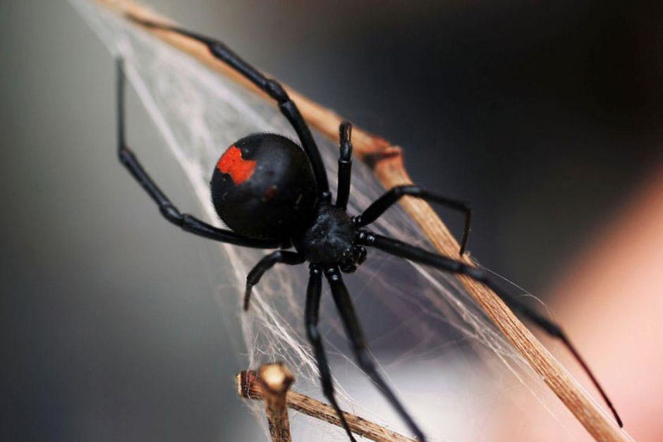 Red Back Spider