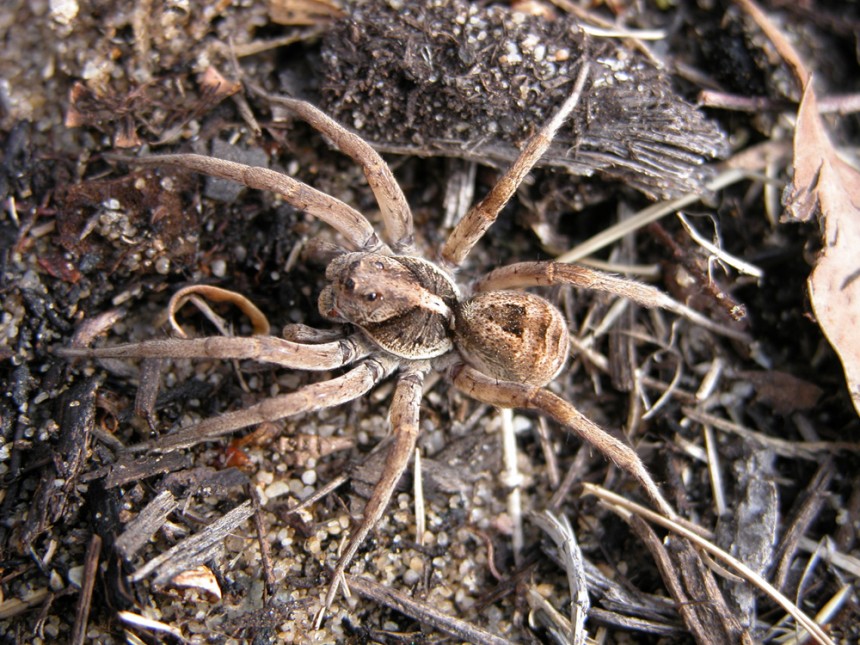 Wolf Spider