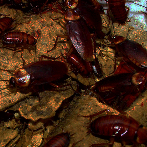 Cockroaches